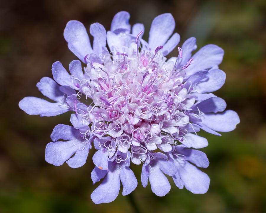 Scabiosa triandra / Vedovina a foglie sottili